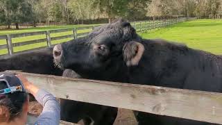 triple c ranch, Florida 🐄 Ferdinand LOVES my oatmeal peanut butter banana apple cookies 😋