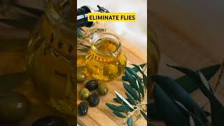 Get Rid of Flies in Seconds| Cheap Home Remedies