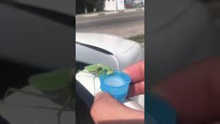 helping out a thirsty praying mantis