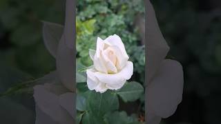 White Triumph/Вайт Триумф & Rose des Cistercien/Роз де Цистерсьен первогодки РОСТОВ-НА-ДОНУ