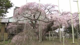 Sakura: Weeping cherry blossoms at Hannya-in Temple サクラ　般若院のしだれ桜