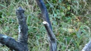 yellow billed blue magpie