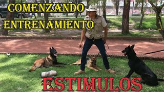 Tutorial para Entrenamiento canino | Estímulos