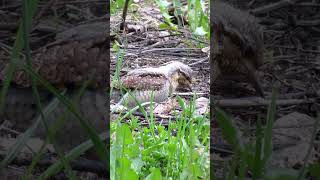 Вертишейка / Eurasian Wryneck