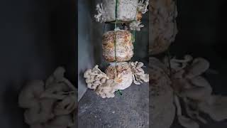 Oyster Mushroom Farming 🍄 #mushroom #farming #organicfarming