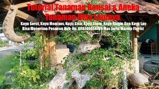 TUTORIAL PROSES TANAMAN BONSAI I Kayu Serot I Mentaos I Sisir I Lao & Kayu Asem