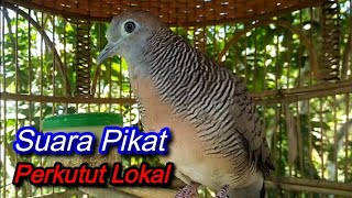 Suara pikat perkutut Lokal Alam