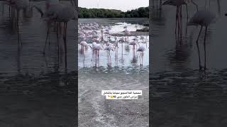 محمية الفلامنجو 🦩 في دبي