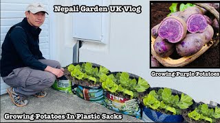 Growing potatoes in shopping bags/sacks| Growing purple potatoes | Urban gardening | NepaliFamilyUK