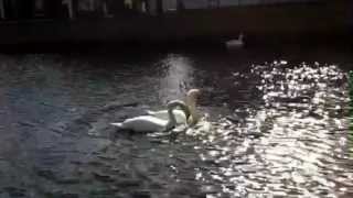 Bobbing Swans