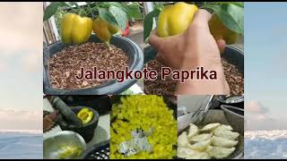 Jalangkote Paprika