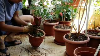 Removing Plant from an earthen pot-Terrace Gardening Tips(TGT)