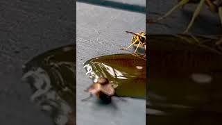 Daring housefly confronts ferocious yellowjacket wasp for cola spill