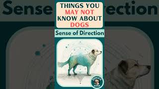 Sense of Direction | Things You May Not Know About Dogs | Dog Breeds | Dog Lovers