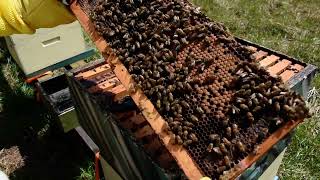 How to balance your hives in the spring