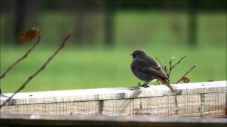 Black Redstart, Berryfields, Aylesbury