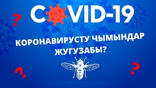 Суроо-жооп: жаңы корнавирус илдети чымындар аркылуу жугабы?