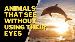 ANIMALS THAT SEE WITHOUT USING THEIR EYES