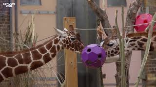 Reticulated giraffe heads to London Zoo before big breeding programme move