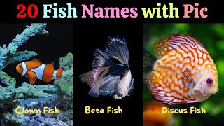 Fun & Easy Fish Names for Kids: An Interactive Video Adventure | 20 fishes name with photo