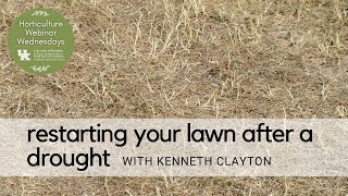 Restarting Your Lawn After A Drought