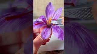 Planting Saffron to Harvest #saffron #crocus #gardening