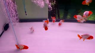 LFS Ranchu