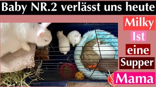 Baby NR.2 letzter Tag /Kaninchenbande 🤍🤎