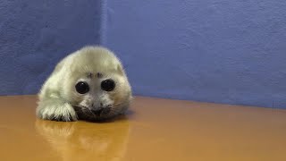 【鳥羽水族館2月22日生まれ 】バイカルアザラシの赤ちゃん動画第二弾！