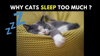 Reasons Why Cats Sleep Too Much