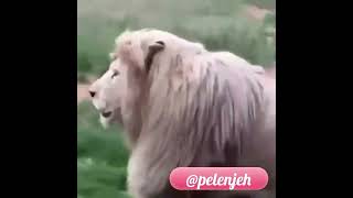 صبح بخیر ایران #new #پلنجه #funny #طنز #fun #صبح_بخیر #ایران #comedy #funnyvideos #خنده #جدیدترین