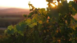 videohive EBYB2HKc sunset in the winery