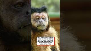 Why do some of the monkeys' faces sometimes look swollen? #shorts #monkey