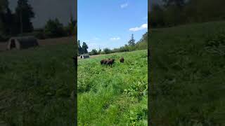 Zwartbles sheep