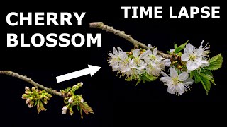 Cherry Blossoms opening 🍒🌼 - Timelapse [4K]