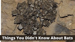 Things You Didn't Know About Bats - Fascinating Facts & More!