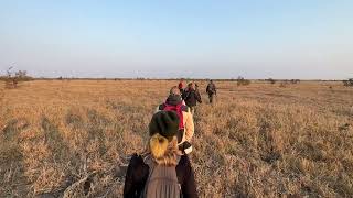 Walk in the Kruger and a killed wildebeest