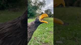 Wow 😱 beautiful creature #eagle #eaglenews #shortvideo #animals #shorts