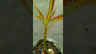 #naturefarm #gardening #fruitgarden #shortvideo #grafting #mango #plant #mangofruit #shorts