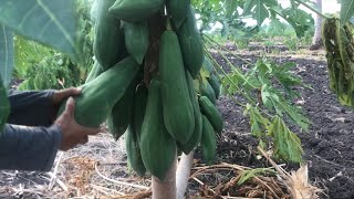 Green papaya picking for selling a vegetable