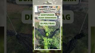 Cara buat gantungan buah semangka di polybag #berkebun #berkebundirumah #buahsemangka #tanamsemangka