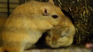 Gerbils Grooming