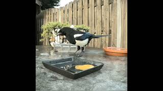 А мне орешки?! 🤭 #magpie #сорока #наблюдение