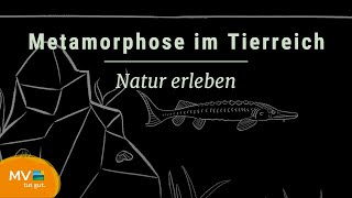 Metamorphose im Tierreich