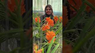 Gardening | Vanda Suksamran Sunshine 😍🌸☘️ #shorts #gardening #flowers #ytshorts #vanda #yt #video