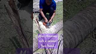 Ogawa mini chainsaw cuts a 10" coconut tree trunk