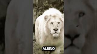 Albino Animals.. #facts #shortfacts #funfacts #interestingfacts #foryou #randomfacts #fyp