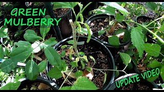 Grafting Green Mulberry Update Video