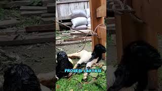 kambing kaligesing prosesi laktasi#kambing #kambingetawa #etawakaligesing #goatfarming #breeding