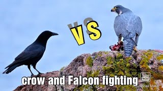 crow vs falcon | The struggle for survival see what happened |